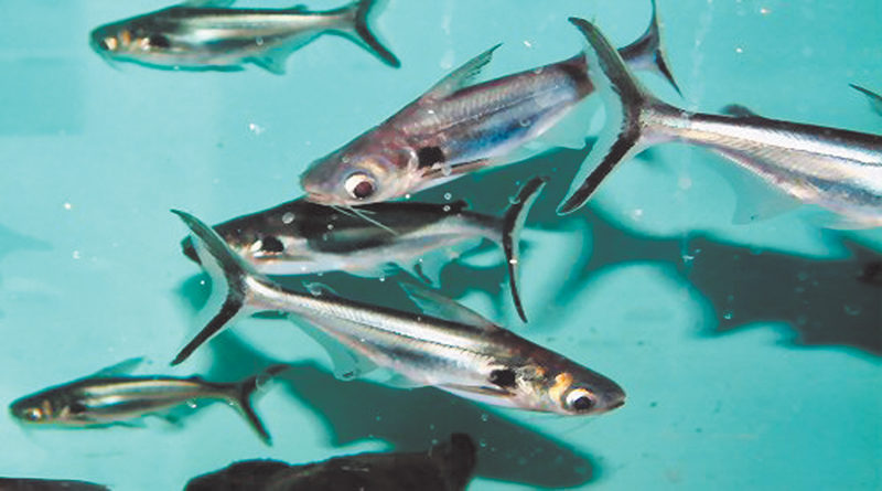 छत्तीसगढ़ में एक्सोटिक मागूर, बिग हेड मछलियों के  बीज उत्पादन, संवर्धन एवं पालन पर प्रतिबंध