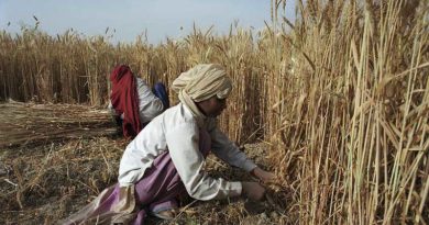 किसानों से समर्थन मूल्य पर गेहूँ की खरीदी आज से: मध्य प्रदेश