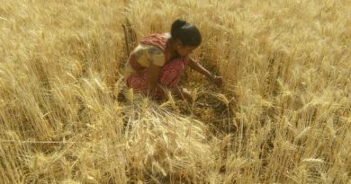 मध्य प्रदेश में रबी फसलों की ख़रीदी समर्थन मूल्य पर 15 अप्रैल से