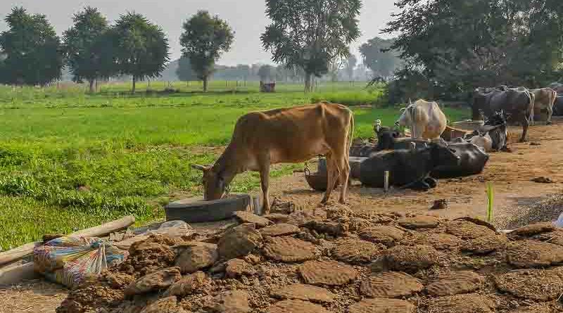 किसानों को कृषि वैज्ञानिकों की सामयिक सलाह: रायपुर