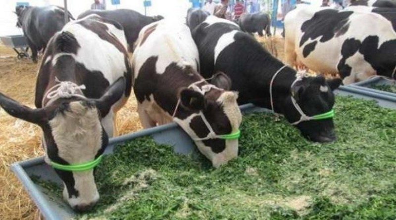 दूध उत्पादक किसान और उपभोक्ता दोनों हो रहे लूट के शिकार : संयुक्त मोर्चा