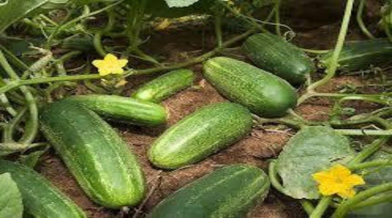 छत्तीसगढ़ : बस्तर के किसानों की सब्जियां बिक रही रायपुर, नागपुर, हैदराबाद के बाजार में