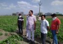 मध्य प्रदेश : सब्ज़ी किसानों को भारी नुकसान