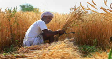 नरसिंहपुर जिले में किसानों को 48 करोड़ का भुगतान हुआ रबी खरीदा में