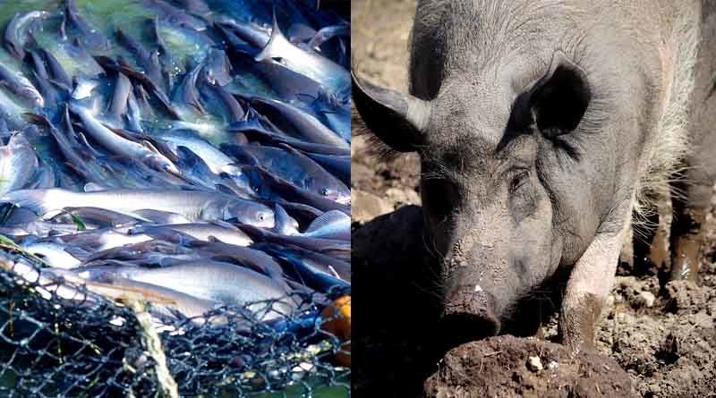मछली - सुअर की एकीकृत कृषि प्रणाली