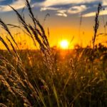 मध्यप्रदेश में कृषि और खाद्य प्र-संस्करण क्षेत्र में मौजूद अपार संभावनाएँ