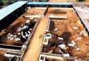 cow dairy