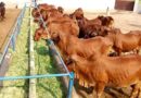 इंदौर जिले में पशु हाट बाजारों में पशुओं के क्रय-विक्रय पूर्णतया प्रतिबंधित