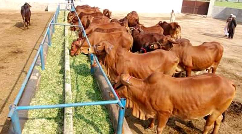 इंदौर जिले में पशु हाट बाजारों में पशुओं के क्रय-विक्रय पूर्णतया प्रतिबंधित