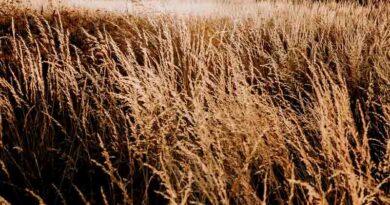 dry crops