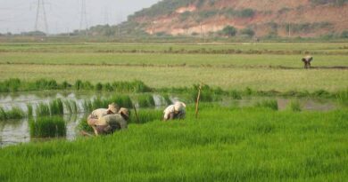 किसान भाई 31 अगस्त तक फसलों का बीमा कराएँ : मंत्री श्री पटेल