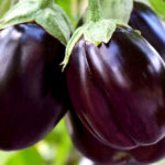 Brinjal / बैंगन