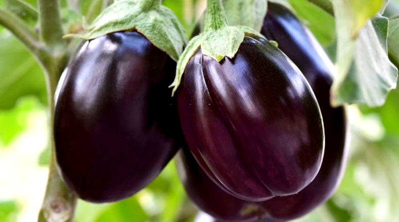 Include brinjal in your diet to keep the glow on the face