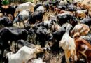 goat rearning
