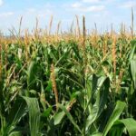 मक्का की किस्म पूसा जवाहर हाइब्रिड मक्का-2 (एएच-4271)