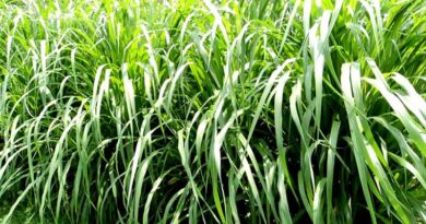 napair grass