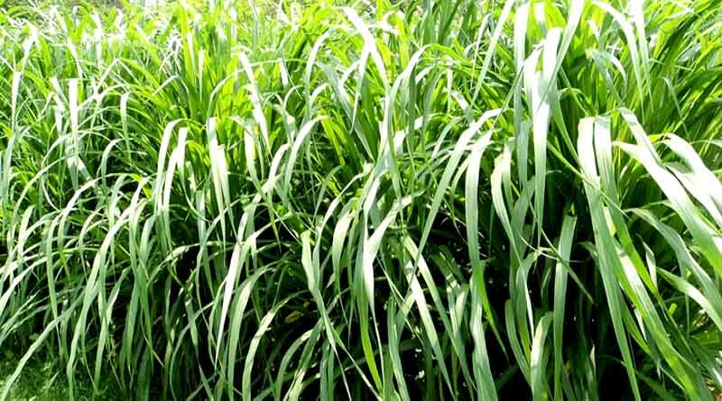 napair grass