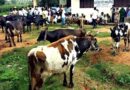 नीमच जिले में 16 हजार से अधिक पशुओं का हुआ टीकाकरण