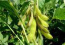 सोयाबीन की फलियों का 90% रंग पीला पड़ने पर कृषक कर सकते है फसल की कटाई