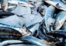 नदी व जलाशयों में मछली पकड़ना 15 अगस्त तक प्रतिबंधित