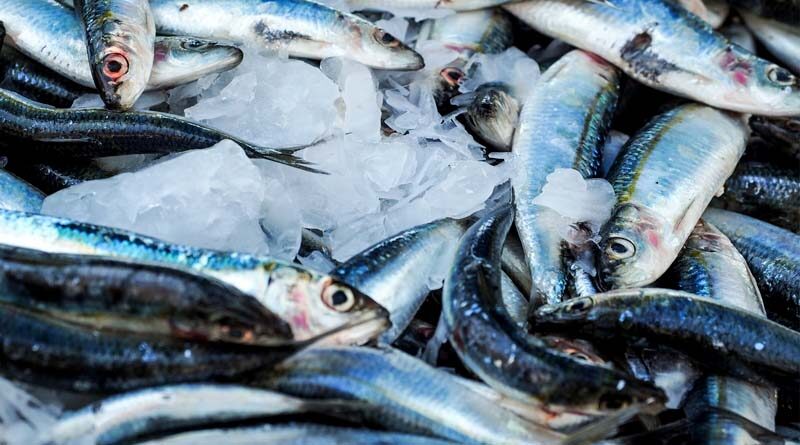 नदी व जलाशयों में मछली पकड़ना 15 अगस्त तक प्रतिबंधित