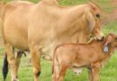 पशुओं को खुला छोड़ने पर 20 प्रतिशत दूध में बढ़ोत्तरी