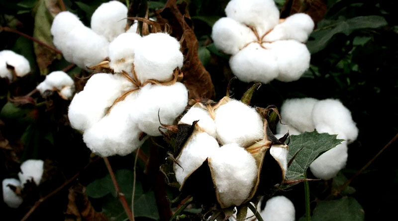 cotton farming