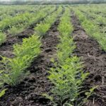 किसानों की बर्बाद हुई फसल का कलेक्टर ने लिया जायजा