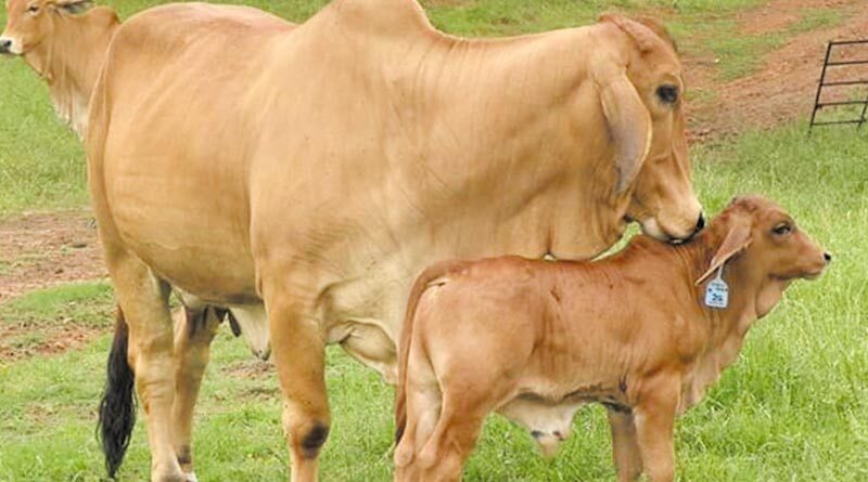 गाय के गोबर से बने खाद को किसानों तक पहुंचाएगी हरियाणा सरकार