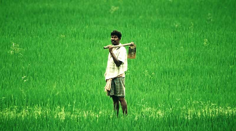 राजस्थान किसानों के लिए खुशखुबरी! एमएसपी पर मूंग व मूंगफली खरीद की पंजीयन सीमा 20 प्रतिशत से बढ़ाई