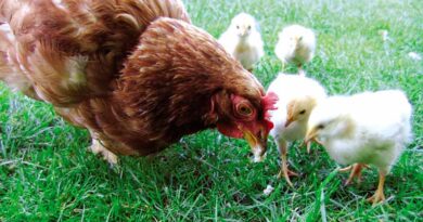 मैंने अप्रैल माह में मुर्गी पालन शुरू किया था अंडे कब तक मिलेंगे तथा रखरखाव के बारे में बतायें