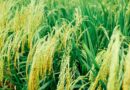 विदेशों में भारत के बासमती चावल की मांग बढ़ी