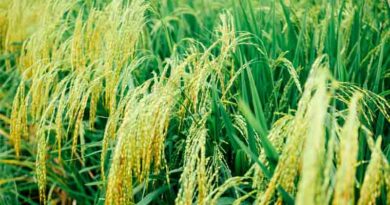 विदेशों में भारत के बासमती चावल की मांग बढ़ी