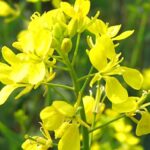 मध्यप्रदेश में सरसों, चना व मसूर का उपार्जन 25 मार्च सेः कृषि मंत्री श्री कंषाना