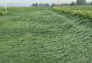 Damage Wheat crop