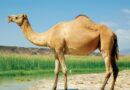 3 crore 65 lakhs scheme for camel conservation: Mr. Kataria