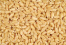 Foodgrains production likely to exceed 303 million tonnes in the year 2020-21