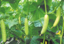 Advanced cucumber cultivation