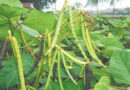 The time to plant summer moong