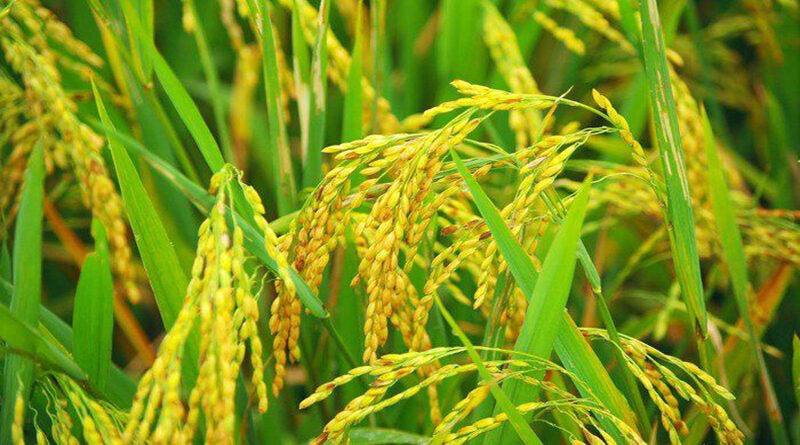 Farmers of eight districts will soon get compensation for crop breakdown in Rabi 2019-20