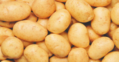 Selection of potato crop in Indore district