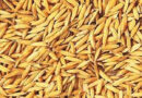 Proposal invited for new variety of basmati