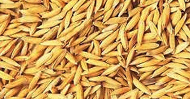 Proposal invited for new variety of basmati