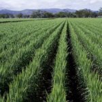 गेहूं के रिकॉर्ड पैदावार होने की उम्मीद