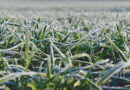 To prevent frost, do light irrigation in crops.