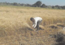 Wheat harvesting started in some districts of the state
