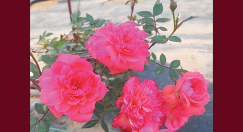 खजुराहो का अनूठा गुलाब उद्यान