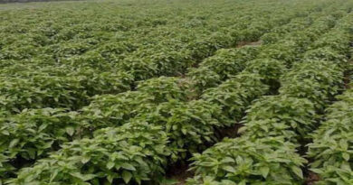 Basil cultivation is a better alternative to soybean