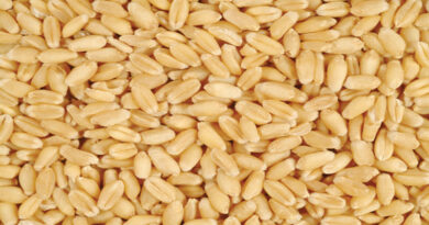 Wheat-seed1