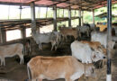 मध्य प्रदेश में दुधारू गायों की पुरस्कार योजना शुरू
